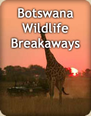 Tours and Safaris to Botswana
