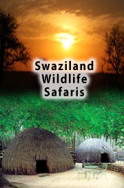 Tours and Safaris through Swaziland