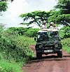 Safaris in Tanzania